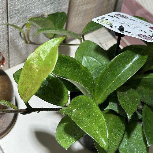 観葉植物　ホヤ カルノーサ グリーン 3.5号ポット(個体おまかせ1鉢)　インテリアグリーン 室内園芸 おしゃれ 可愛い かわいいのサムネイル