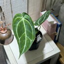 観葉植物 アンスリウム Anthurium red crystallinum×crystallinum 3.5号(個体おまかせ1鉢) インテリアグリーン 室内園芸 おしゃれ 可愛い かわいい