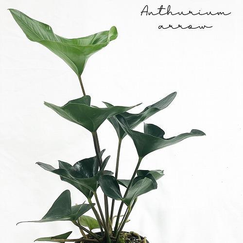 訳あり　観葉植物 　アンスリウム(アンスリューム) アロー 5号　レア 珍しい 希少種 インテリア カッコいい【Anthurium arrow】