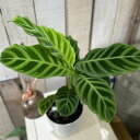 観葉植物 カラテア ゼブリナ 4号白ロング鉢(おまかせ1鉢) インテリア オシャレ カワイイ 可愛い カッコいい