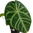 【訳あり特価】観葉植物 アンスリウム ハイブリッド 5.5号 個体B(現品) インテリアグリーン 室内園芸 オシャレ カワイイ 可愛い