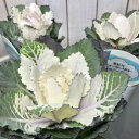 ハボタン ウォーターリリーホワイト 3号【植物】【花苗】【冬...