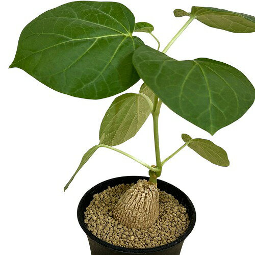 てんどん様 ご購入ページ ＊マテレアシクロフィラ＊ てんどん様 ご購入ページ ＊マテレアシクロフィラ＊