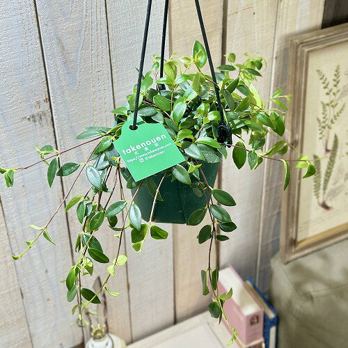 観葉植物　コドナンテ クラシフォリア 4.5号(個体おまかせ1鉢)　インテリアグリーン おしゃれ 可愛い かわいい 室内園芸