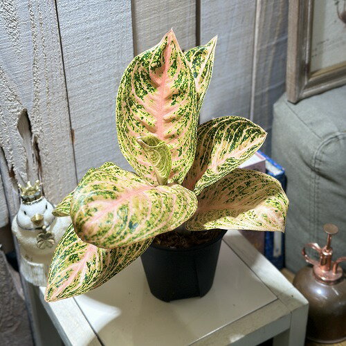 観葉植物　アグラオネマ ゴールデンドラゴン 3.5号スリット鉢(個体おまかせ1鉢)　インテリアグリーン おしゃれ 可愛い かわいい 室内園芸のサムネイル