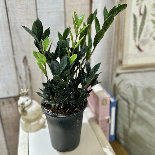 矮性ザミオクルカス ダークザミクロ(PVP) 4号ロング鉢(個体おまかせ1鉢)　黒葉 珍しい 観葉植物 インテリアグリーン おしゃれ 可愛い かわいい 室内園芸