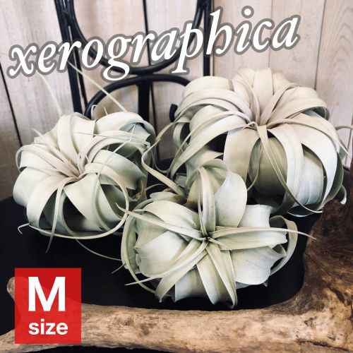 キセログラフィカ(本物) Mサイズ 形状おまかせ　エアプランツ エアープランツ チランジア チランドシア 観葉植物 インテリアグリーン 可愛い かわいい おしゃれ