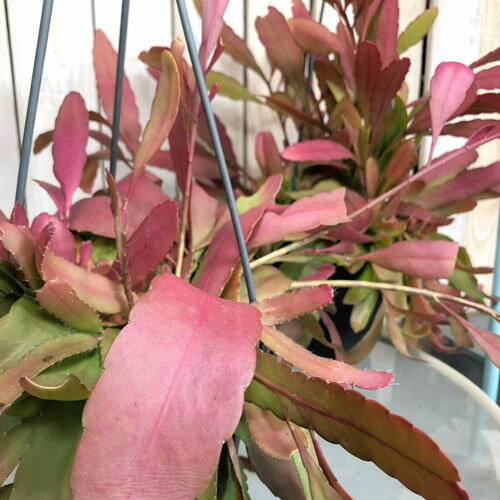 訳あり　リプサリス ラムローサ 5号吊り鉢　観葉植物 インテリア 耐陰性 育てやすい オシャレ
