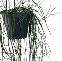 【傷みあり】リプサリス ハイデルベルグ 5号吊り鉢【rhipsalis】【ハンギング】【サボテン】【オシャレ】【レア】