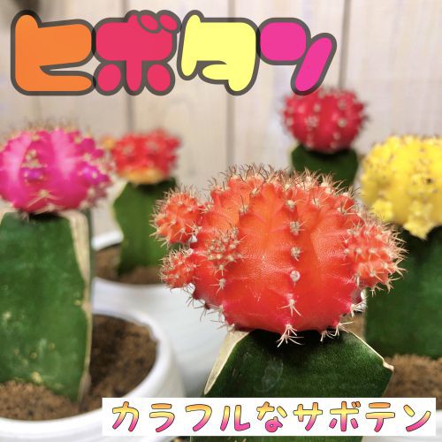 サボテン　ヒボタン　3号【多肉植物】【インテリア】【カワイイ】【育てやすい】【初心者】