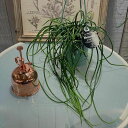 観葉植物 吊り下げ　リプサリス プニセオディスカス 3.5号 吊り　レア 珍しい 人気種 おしゃれ かわいい ハンギング 森のサボテン インテリア 室内