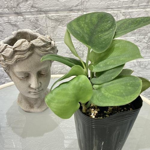 観葉植物 レア 珍しい 希少種　スキンダプサス ダークグリーン 3号　可愛い かわいい おしゃれ インテリア 育てやすい