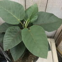 観葉植物 フィカス パルメリー 5号(おまかせ1鉢) インテリア 室内 オシャレ カワイイ 可愛い 室内