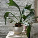 【訳あり特価】観葉植物 LEAFSセレクション コウモリラン 鉢植え 皿付き(現品) ホワイト レア 珍しい 希少種 かわいい 可愛い おしゃれ インテリアグリ...