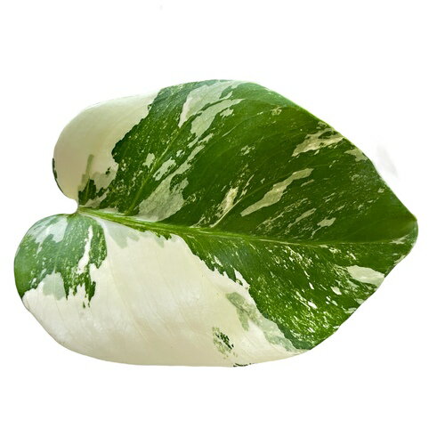 観葉植物　モンステラ ホワイトタイガー 4号スリット鉢 個体H(現品)　インテリアグリーン 室内園芸 おしゃれ 可愛い かわいいのサムネイル