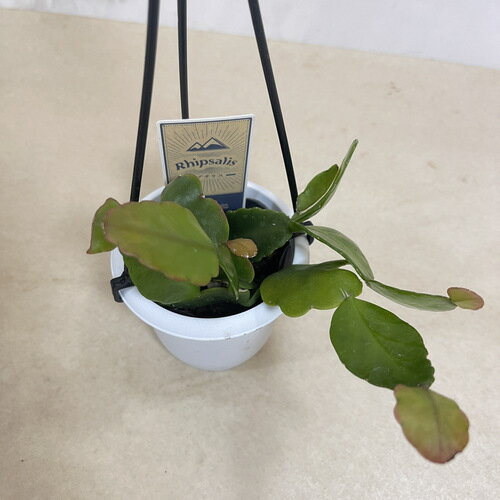 リプサリス　クリスパータ　3号吊り鉢(おまかせ1鉢)【rhipsalis crispata】【ハンギング】【サボテン】【吊るす】【オシャレ・育てやすい】