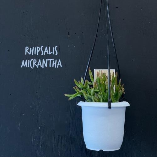 リプサリス　ミクランサ　3号吊り鉢(おまかせ1鉢)　【rhipsalis micrantha】【ハンギング】【サボテン】【吊るす】【オシャレ・育てやすい】