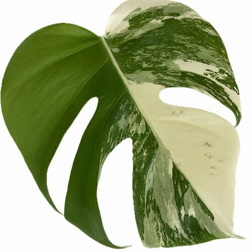 観葉植物　モンステラ ホワイトタイガー(白斑入り) 5号 個体M　インテリア カワイイ 可愛い 希少 現品 現物 一点もの