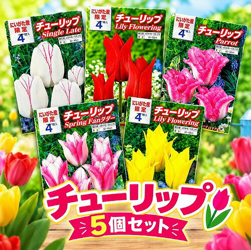 球根新潟生まれのチューリップ秋・冬...