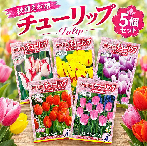 ※球根の品種によって1袋内の入数が異なります。(商品画像より確認してください) ※品種の指定はできません。(詳細は下記のセット内容をご覧ください) 2色の花色を楽しめるチューリップの球根5袋セットです。 異なる色合いの花が咲くことで、春の花壇やプランターを華やかに彩ります。 色の組み合わせによる美しさを楽しみながら、春のガーデニングを満喫してみませんか。 5袋セットなので、花壇やプランターにまとめて植えたり、お庭のさまざまな場所に分けて植えたりすることができます。 球根を植え付けてから芽が出て、花が咲くまでの成長を見守る楽しみも魅力です。 ご自宅でのガーデニングはもちろん、家族での花植えや春の花壇づくりにもおすすめです。 【セット内容】 ・ビューティトレンド1袋 ・ジュディスレイスター1袋 ・下記のいずれか3種類を1袋ずつ(品種重複なし・品種指定不可) ワールドフェボリート レモンシフォン プレルジューム ハッピージェネレーション ワシントン シナエダブルー 【植え付け時期】 チューリップの球根は、一般的に秋から冬にかけて植え付けます。 地域や気候、品種によって適した植え付け時期が異なりますので、地域の気候や球根の状態に合わせて植え付けてください。 【育て方】 日当たりと水はけのよい場所で育てます。 土の表面が乾いたら水やりを行い、過湿にならないよう注意してください。 植え付け後は、春の開花に向けて成長する姿を楽しみながら育てましょう。 【ご注意】 球根は生き物のため、サイズや形状には個体差があります。 栽培環境や気候によって、開花時期や花の大きさなどが異なる場合があります。 商品画像と実際の花色・花姿が異なる場合があります。 ■タグ