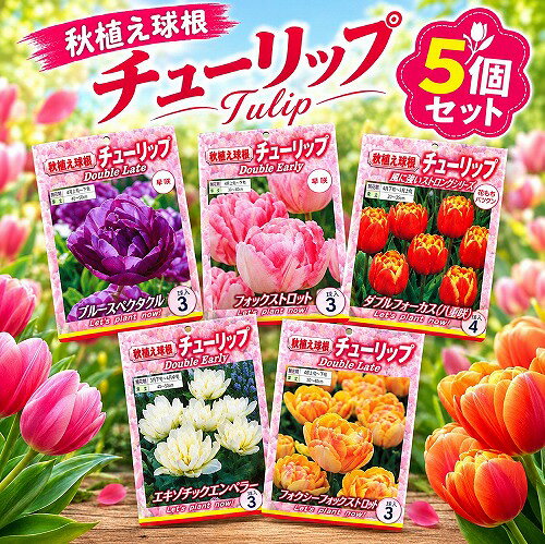 球根チューリップ八重咲き秋・冬植え...