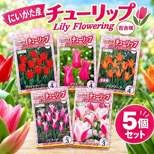 ※球根の品種によって1袋内の入数が異なります。(商品画像より確認してください) ※品種が重複する場合があります。(下記のセット内容をご覧ください) ※品種の指定はできません。 花びらの先端が外側に反り返り、ユリの花のような上品な花姿を楽しめるチューリップの球根セットです。 すっきりとしたシルエットと優雅な雰囲気が魅力で、春の花壇やプランターを華やかに彩ります。 一般的なチューリップとはひと味違う、百合咲きならではの美しい花姿を楽しんでみませんか。 5袋セットなので、花壇やプランターにまとめて植えたり、お庭のさまざまな場所に分けて植えたりすることができます。 球根を植え付けてから芽が出て、花が咲くまでの成長を見守る楽しみも魅力です。 ご自宅でのガーデニングはもちろん、家族での花植えや春の花壇づくりにもおすすめです。 【セット内容】 ・マリエッタ1袋 ・サンネ1袋 ・バラード1袋 ・バレリーナ1袋 ・上記の品種いずれか1袋(重複)orプリディウーマン1袋(品種指定不可) 【植え付け時期】 チューリップの球根は、一般的に秋から冬にかけて植え付けます。 地域や気候、品種によって適した植え付け時期が異なりますので、地域の気候や球根の状態に合わせて植え付けてください。 【育て方】 日当たりと水はけのよい場所で育てます。 土の表面が乾いたら水やりを行い、過湿にならないよう注意してください。 植え付け後は、春の開花に向けて成長する姿を楽しみながら育てましょう。 【ご注意】 球根は生き物のため、サイズや形状には個体差があります。 栽培環境や気候によって、開花時期や花の大きさなどが異なる場合があります。 商品画像と実際の花色・花姿が異なる場合があります。 ■タグ