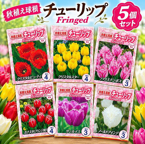 球根チューリップフリンジ咲き秋・冬...