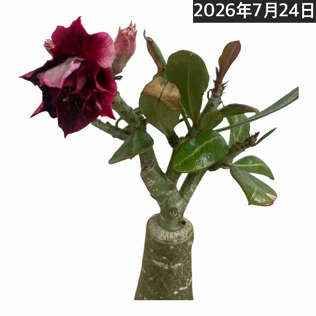塊根植物アデニウムオベスム天空のバ...