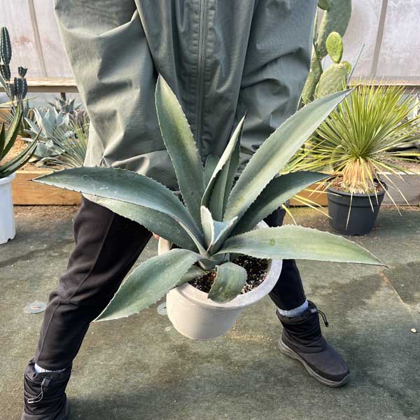 楽天市場】アオノリュウゼツラン(花・ガーデン・DIY)の通販 楽天市場】アオノリュウゼツラン(花・ガーデン・DIY)の通販