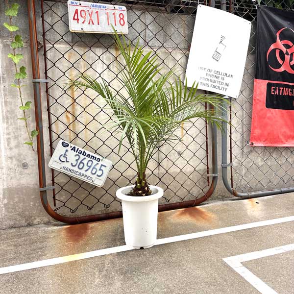 楽天市場】フェニックス（観葉植物｜花・観葉植物）：花・ガーデン