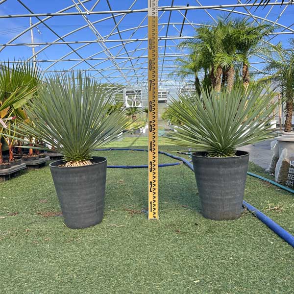 楽天市場】ユッカ ロストラータ(観葉植物|花・観葉植物):花 楽天市場】ユッカ ロストラータ(観葉植物|花・観葉植物):花