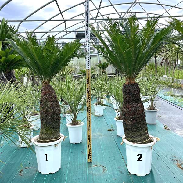 現物★【送料無料】 蘇鉄 ソテツ 観葉植物 お祝 新築祝い 開店祝い シンボルツリー 10号 記念樹 ドライガーデンのサムネイル