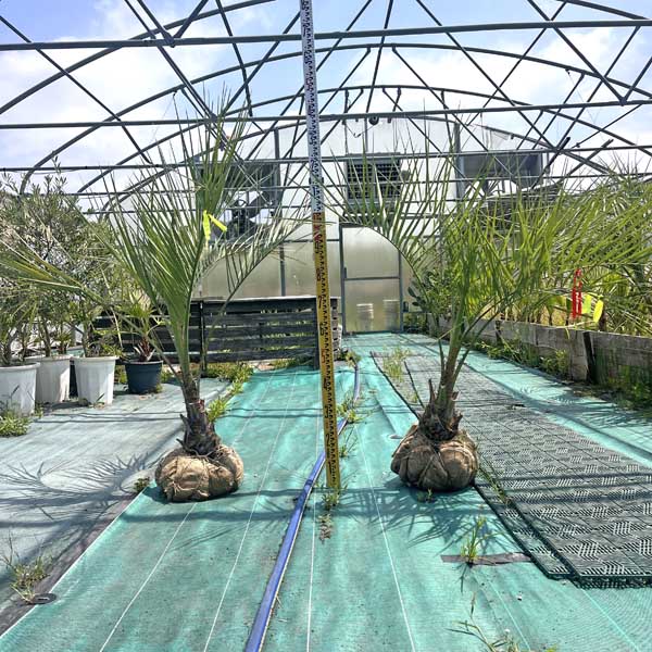 楽天市場】ココスヤシ（種類（植物）ヤシ）の通販