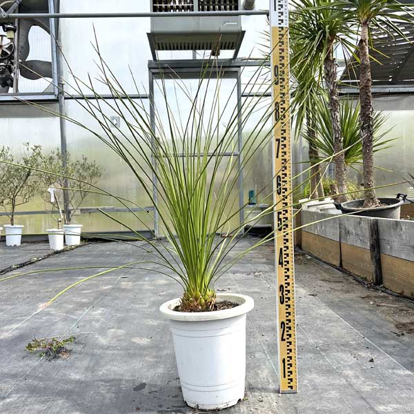 楽天市場】ダシリリオン(観葉植物|花・観葉植物):花 楽天市場】ダシリリオン(観葉植物|花・観葉植物):花