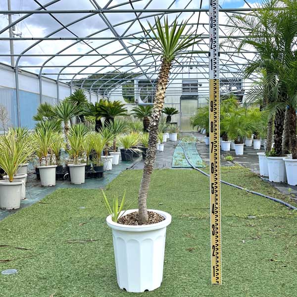 楽天市場】ユッカ・アロイフォリア(花・観葉植物|花・ガーデン 楽天市場】ユッカ・アロイフォリア(花・観葉植物|花・ガーデン