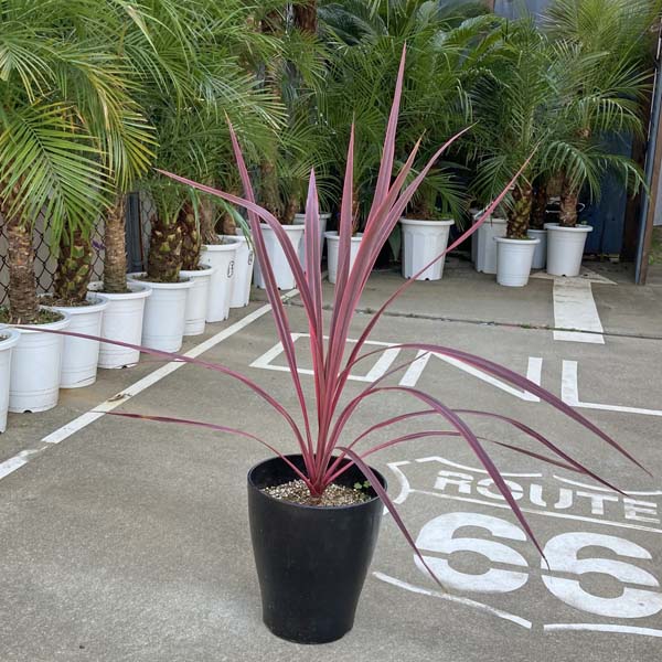 【送料無料】コルディリネ エレクトリックピンク コルジリネ 90cm 8号 ドライガーデン 耐寒性のサムネイル