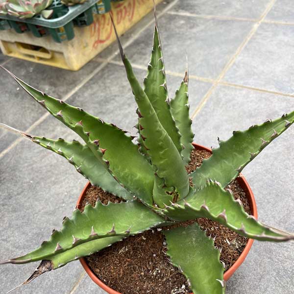 アガベ ジェントリー ジョーズ お祝 新築祝い 開店祝い 7号 記念樹 ドライガーデン スペイン産のサムネイル