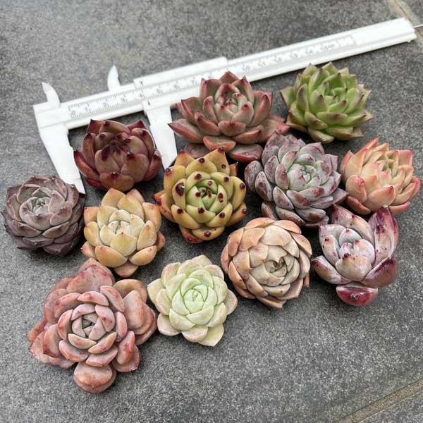 多肉植物 苗 韓国産 カット苗 韓国苗 寄せ植えのサムネイル