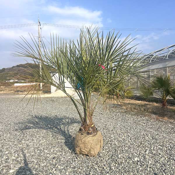 ココスヤシ パームツリー Butiayatay 椰子 観葉植物 お祝 新築祝い 開店祝い シンボルツリー 記念樹 ドライガーデン