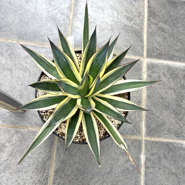 アガベ・スノーグロー Agave Snow Grow 新築祝い ドライガーデン ロックガーデン