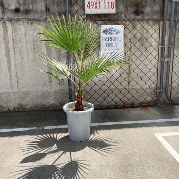 南国の植物を庭に植えたい 屋外で育てることができるおすすめ12選 外構完全攻略ブログ