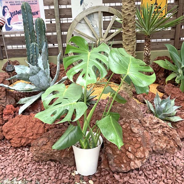 【送料無料】 モンステラ デリシオサ 観葉植物 新築祝い 開店祝い フラワーギフト 6号のサムネイル