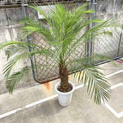 トロピカルな観葉植物フェニックスの育て方講座 木を成長させるコツは植え替え 暮らし の トロピカルな観葉植物フェニックスの育て方講座 木を成長させるコツは植え替え 暮らし の
