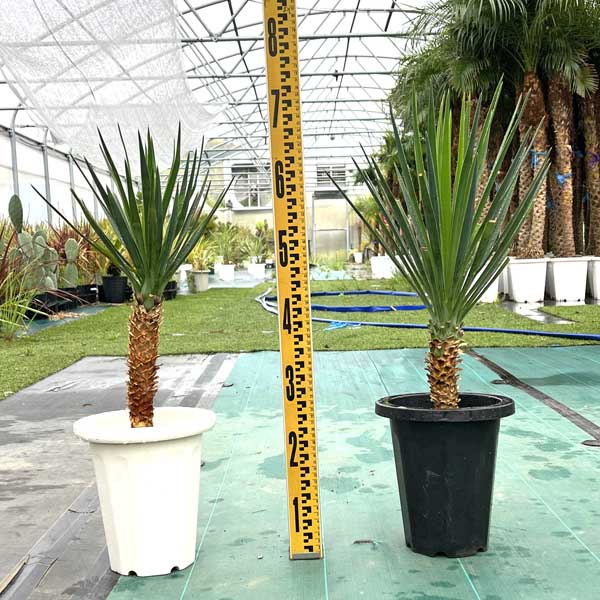 楽天市場】ユッカ・アロイフォリア(花・観葉植物|花・ガーデン 楽天市場】ユッカ・アロイフォリア(花・観葉植物|花・ガーデン
