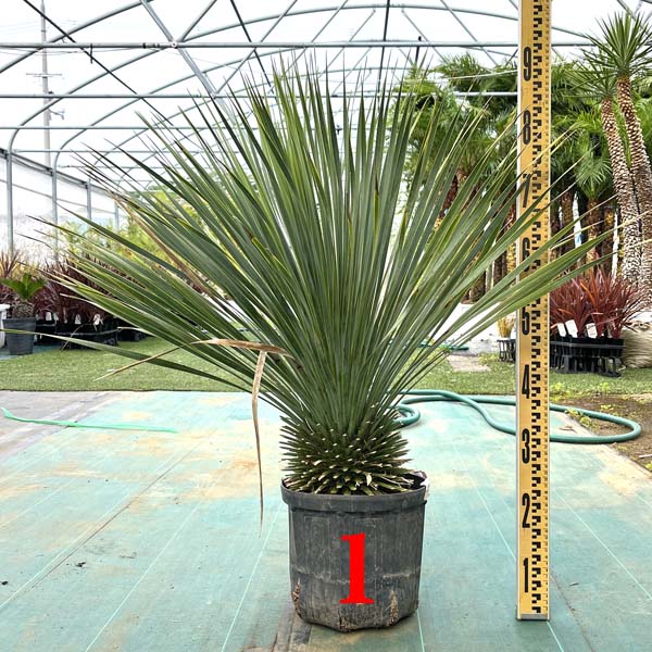 楽天市場】ユッカロストラータ(観葉植物|花・観葉植物):花 楽天市場】ユッカロストラータ(観葉植物|花・観葉植物):花