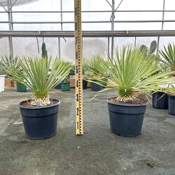 楽天市場】ユッカ ロストラータ(観葉植物|花・観葉植物):花 楽天市場】ユッカ ロストラータ(観葉植物|花・観葉植物):花