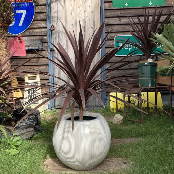 楽天市場】植木鉢 37センチの通販