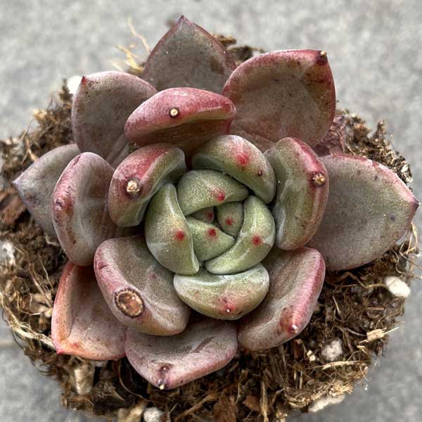 多肉植物 苗 白夜 ホワイトナイト 韓国産 抜き苗 韓国苗のサムネイル
