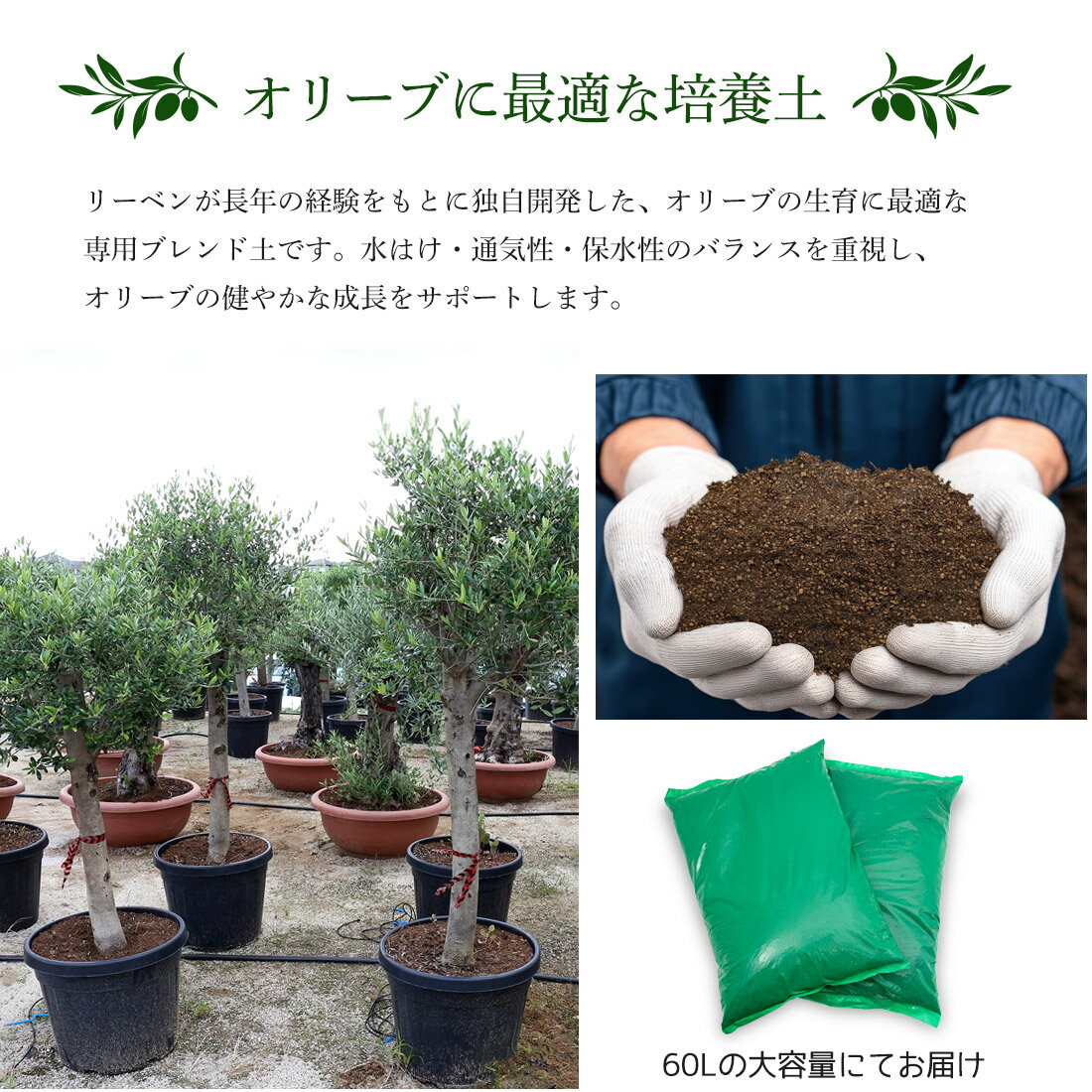 オリーブの土 2袋1セット 大容量 60L 培養土 オリーブ 鉢植え 地植え 植え込み 弱...