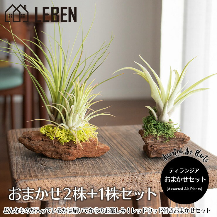 おしゃれな観葉植物 エアプランツ セット おまかせ レッドウッド アソート [2株+1株セット] エアープランツ エアプランツ 観葉植物 ティランジア チランジア 壁掛け 吊り下げ インテリア 誕生日 ギフト 丈夫 人気 育てやすい[ap]